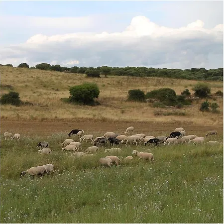 Lantställe Castellinaria *